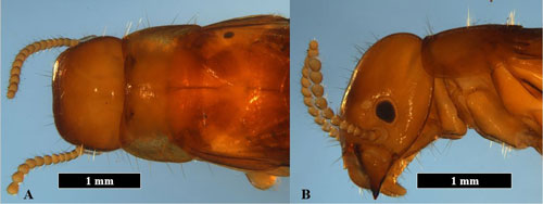 Dorsal view of the head capsule, pronotum, and first thoracic segment of a Kalotermes approximatus Snyderalate (A). Lateral view of the head capsule and pronotum of a K. approximatus alate (B).