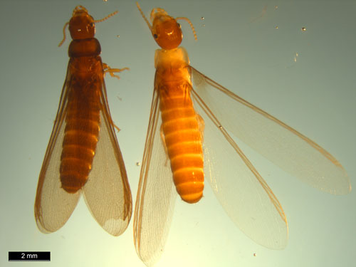 Dorsal view of a Kalotermes approximatus Snyder alate (left) and a Kalotermes flavicollis (Fabricius) alate (right). Note the characteristic coloration of the pronotum of the K. flavicollis alate pictured. 