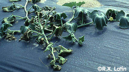 Wilted plants and white, stringy strands inside stems may indicate the presence of bacterial wilt disease, caused by the pathogen Erwinia tracheiphila, vectored by the striped cucumber beetle Acalymma vittatum F.
