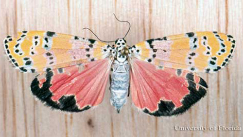 Adult bella moth, Utetheisa ornatrix (Linnaeus). with wings spread.