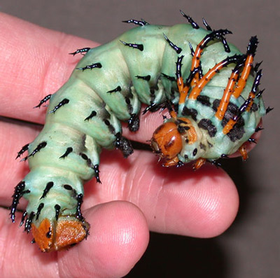 Hickory horned devil caterpillar, of the regal moth, Citheronia regalis (Fabricius), showing size in relation to an adult human's hand. 