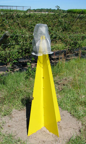 Yellow pyramid trap for monitoring stink bugs. 