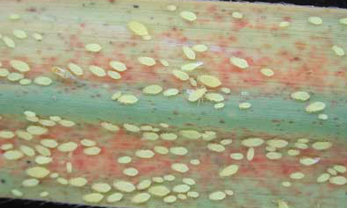 Yellow sugarcane aphids, Sipha flava (Forbes), on sugarcane, Saccharum officinarum.
