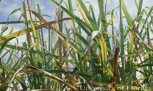 Damage to sugarcane plant in field, by yellow sugarcane aphids, Sipha flava (Forbes). 