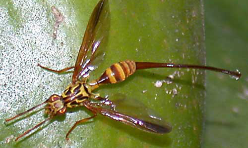 Adult female papaya fruit fly, Toxotrypana curvicauda Gerstaecker.