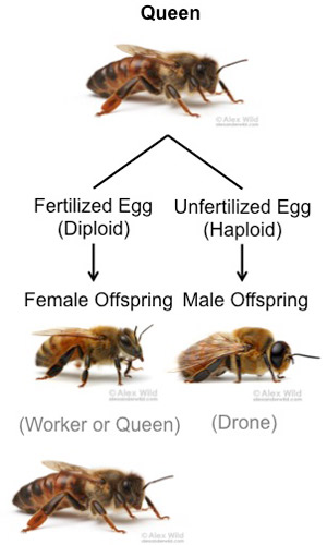 Cape honey bee - Apis mellifera capensis Escholtz