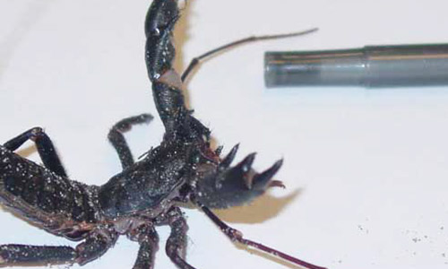 The giant whip scorpion or 'vingaroon,' Mastigoproctus giganteus giganteus (Lucas), displaying defensive stance with spread pedipalps.