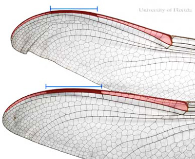 Le pterostigma est long (plus long qu'un quart le distance entre le nodus et le bout de R1. 