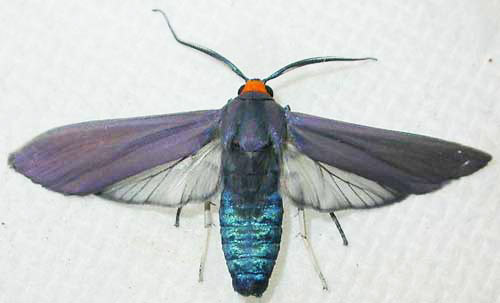 Dorsal view of an adult Edwards wasp moth, Lymire edwardsii (Grote). 