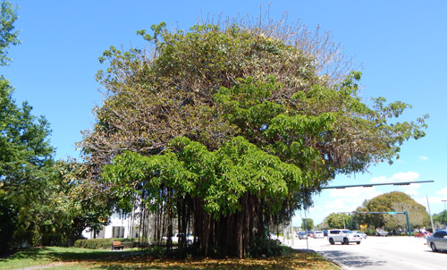Damage to a Banyan ficus tree (Ficus benghalensis L.) caused by Lymire edwardsii (Grote)