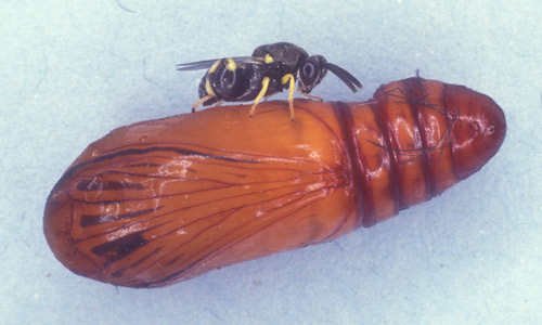 Parasitic wasp, Brachymeria incerta, laying egg in a pupa of the oleander caterpillar, Syntomeida epilais Walker. 