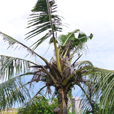 Palm damaged by Oryctes rhinoceros.