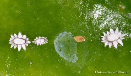 Crawler (pink instar - second from right) and settled nymphs of the Florida wax scale, Ceroplastes floridensis Comstock. 