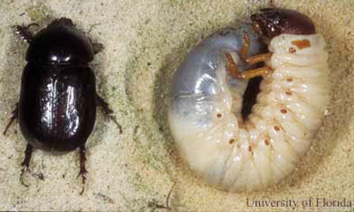 Tomarus subtropicus (Blatchley) adult (left) and mature grub (right). 