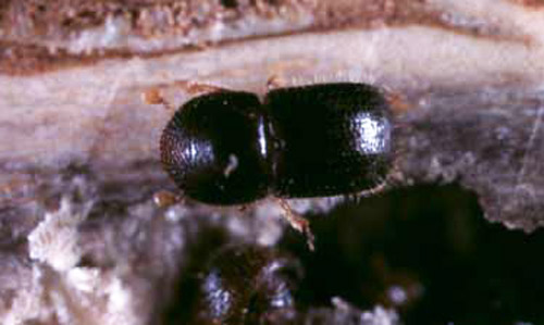 Dorsal view of adult female black twig borer, Xylosandrus compactus (Eichhoff), with her brood in a chamber. The white fungus growing on the chamber wall is food for the larvae and adults.