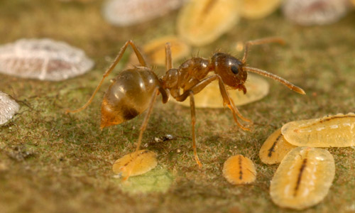 A tawny crazy ant, Nylanderia fulva (Mayr), worker.
