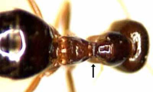 The false or small honey ant, Prenolepis imparis (Say). Arrow shows constriction forming an "hour-glass" shaped alitrunk. 