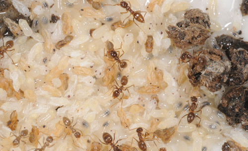 Tawny crazy ant, Nylanderia fulva (Mayr), workers tending brood.