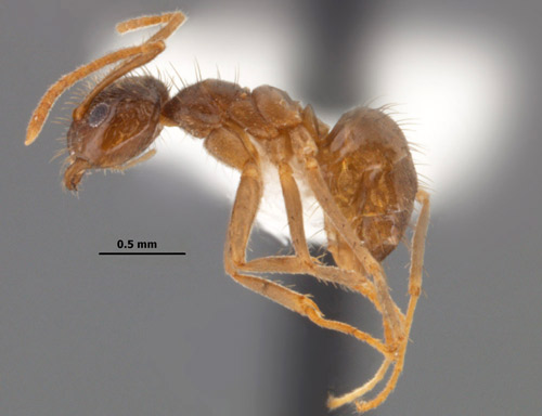Profile view of Nylanderia fulva (Mayr), worker.