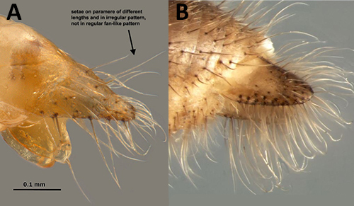 Male paramare of Nylanderia fulva (A) and Nylanderia pubens (B). Note the sparse and uneven setae on A. and dense fringe of setae on B.