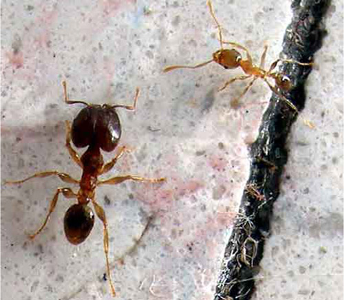 Bigheaded ant, Pheidole megacephala (Fabricius), minor (upper left) and major (lower right) workers. 