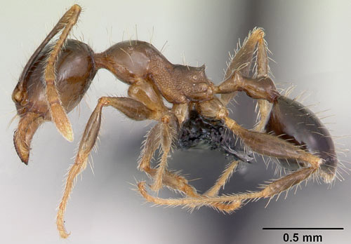 Lateral view of minor worker of the bigheaded ant, Pheidole megacephala (Fabricius). Specimen is from Mauritius. 
