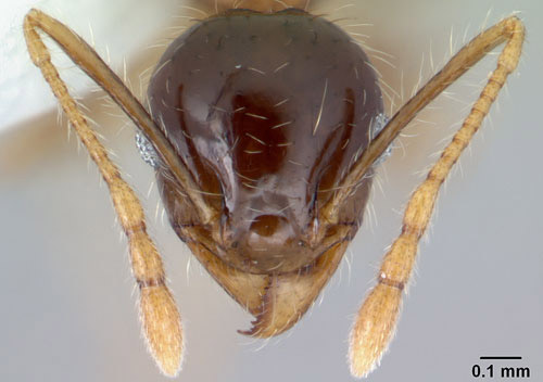 Frontal view of the head of a bigheaded ant, Pheidole megacephala (Fabricius), showing 12-segmented antennae. Front part of head is sculptured, while the back half is smooth and shiny.
