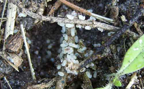 Bigheaded ant, Pheidole megacephala (Fabricius), brood found under a stone on soil. 