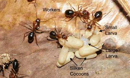 Adult workers, and brood (larvae and pupae) of the Florida carpenter ant, Camponatus floridanus (Buckley).