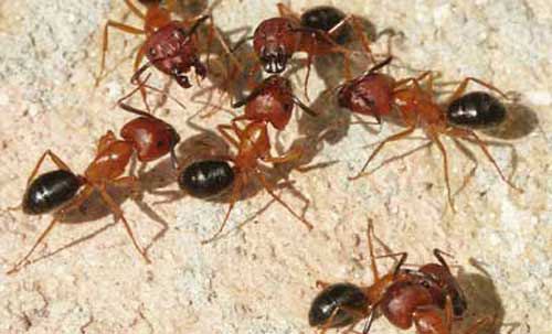 Florida carpenter ant workers, Camponatus floridanus (Buckley), from neighboring colonies fighting.