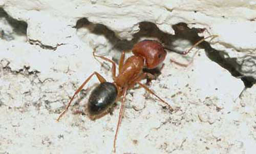 Worker of the Florida carpenter ant, Camponatus floridanus (Buckley), entering a void.