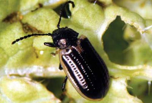 Adult yellowmargined leaf beetle, Microtheca ochroloma Stål. 