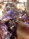 megbriclypeus.GIF (550987 bytes)