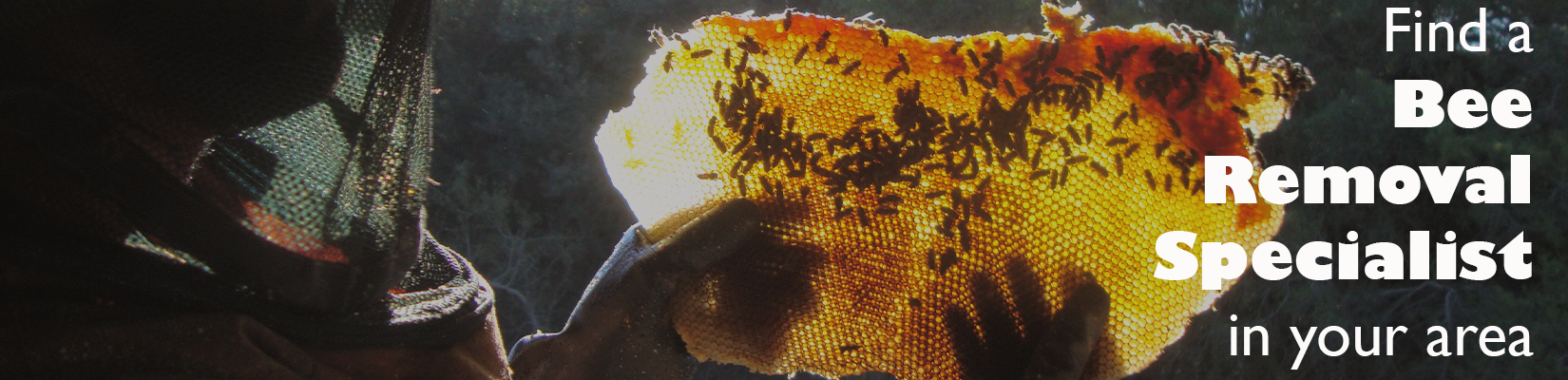 Bee Removal Banner
