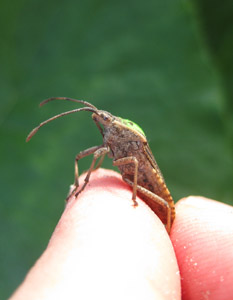 Squash bug, Anasa spp.