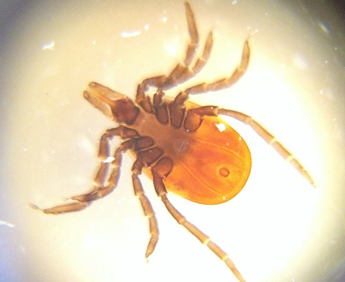 tick picture from smartphone