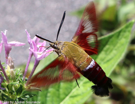 The hummingbird clearwing moth, Hemaris thysbe, is a day-flying sphinx moth. It is often seen hovering at flowers sipping nectar, where many people mistake it for a bee or small hummingbird. Dr. Andrei Sourakov took this great picture behind the Florida Museum of Natural History. 