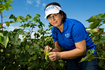 Dr. Silvana Paula-Moraes was profiled in a great column by Dr. Jack Payne is the University of Florida’s senior vice president for agriculture and natural resources and leader of the Institute of Food and Agricultural Sciences.
