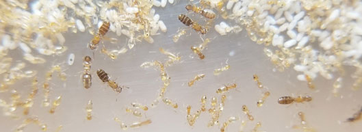 The Chouvenc lab is now hosting new residents: the little yellow ant (Plagiolepis alluaudi),