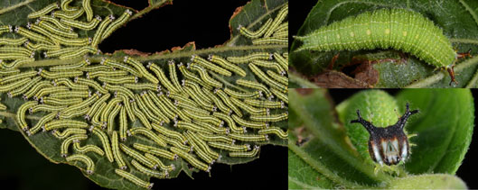 Young tawny emperor caterpillars are gregarious, and a couple leaves were totally covered with 3rd instars. 