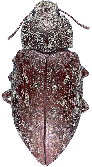 Epitragodes tomentosus tomentosus (LeConte)