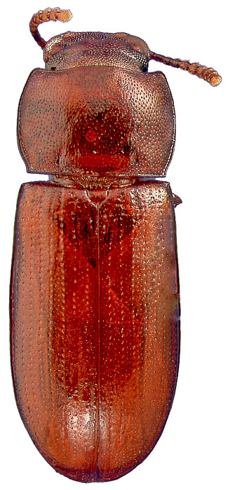 Gnatocerus cornutus (Fabricius) female