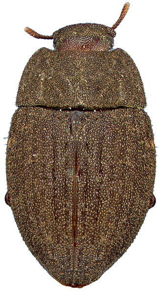 Pseudephalus brevicornis Casey