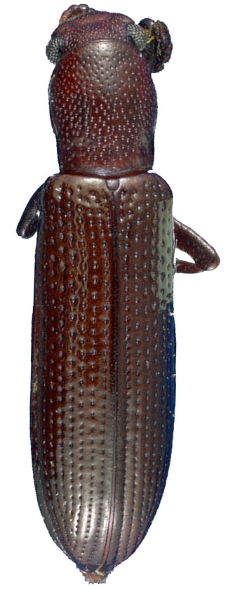 Talanus langurinus (LeConte)