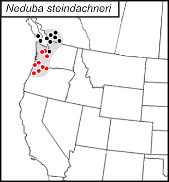 distribution map for Neduba steindachneri