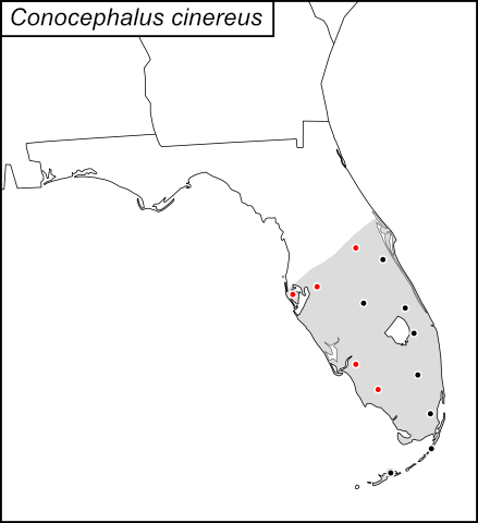 distribution map for Conocephalus cinereus