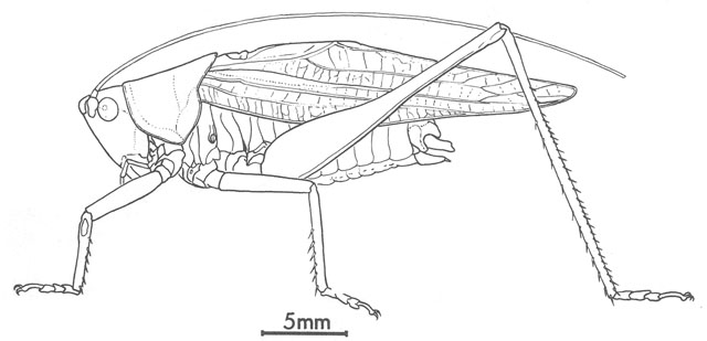 image of Orchelimum vulgare