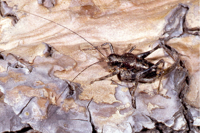 image of Phymonotus jacintotopos