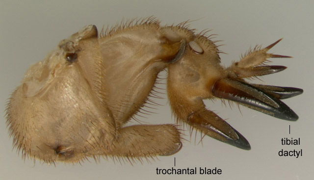 image of Neoscapteriscus abbreviatus