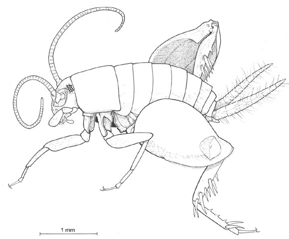 image of Myrmecophilus pergandei